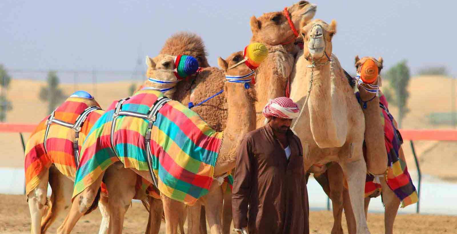 Lisaili Camel Market
