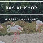 birds in ras al khor wildlife sabtuary