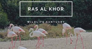 birds in Ras Al Khor Wildlife Sabtuary Image