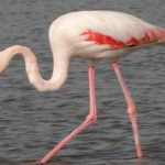 flamingo bird in ras al khor santuary