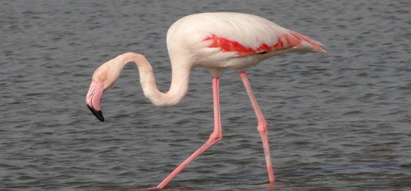 Flamingo Bird In Ras Al Khor Santuary Image