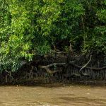 ras al khor mangrove