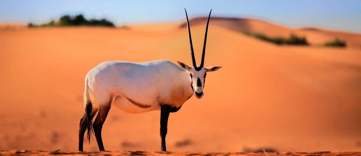 Dubai Desert Conservation Reserve