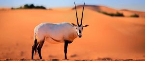 Dubai Desert Conservation Reserve