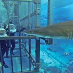 Cage-snorkeling-at-the-Dubai-Mall-Aquarium
