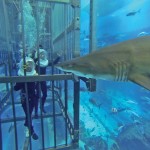 Cage snorkeling at the Dubai Mall Aquarium