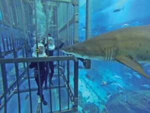 Cage snorkeling at the Dubai Mall Aquarium