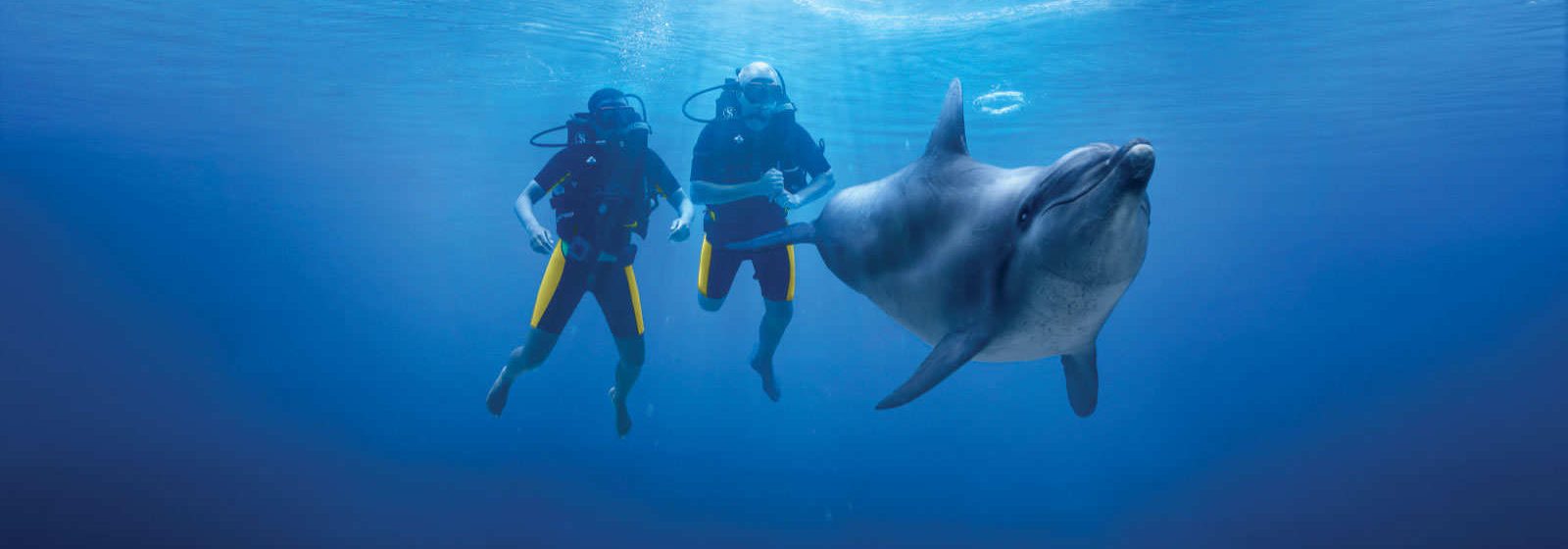 Scuba diving with dolphins