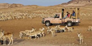 Sir Bani Yas Island