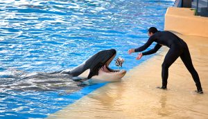 Duabi Dolphinarium