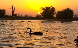 al qudra lakes