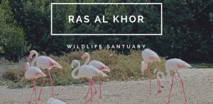 birds in Ras Al Khor Wildlife Sabtuary Image