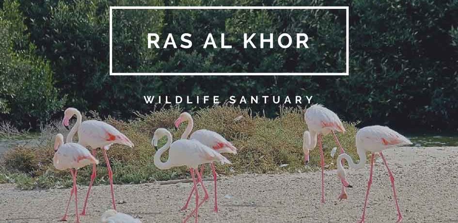 Flamingo Bird In Ras Al Khor Santuary Image