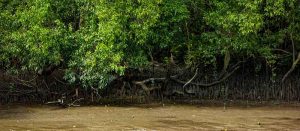 ras al khor mangrove