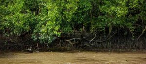 ras al khor mangrove