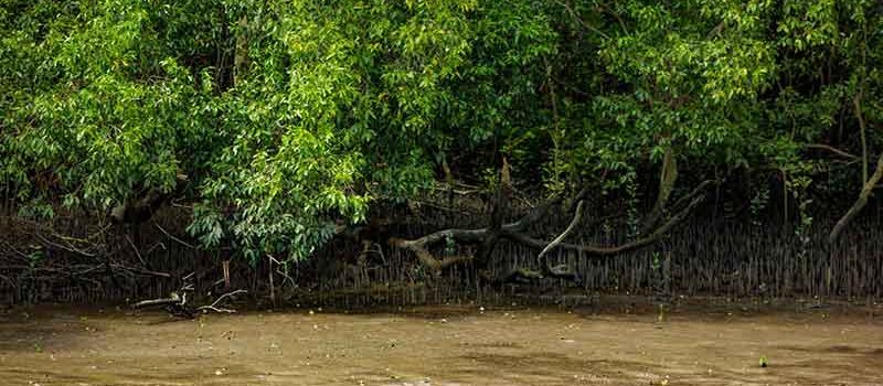 Ras Al Khor Mangrove Image