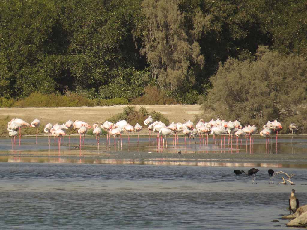 Ras Al Khor Wildlife Sanctuary